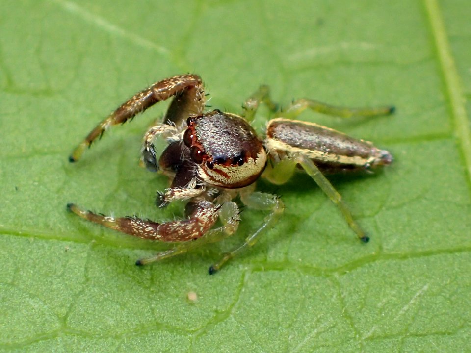 Hentzia vittata male 03