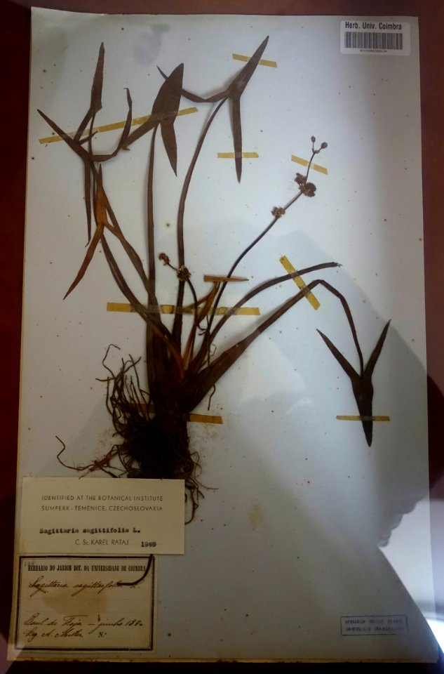 Herbarium specimen - Museu Botânico da Universidade de Coimbra - University of Coimbra - Coimbra, Portugal - DSC09014
