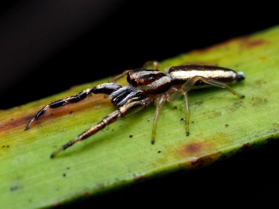 Hentzia grenada 01
