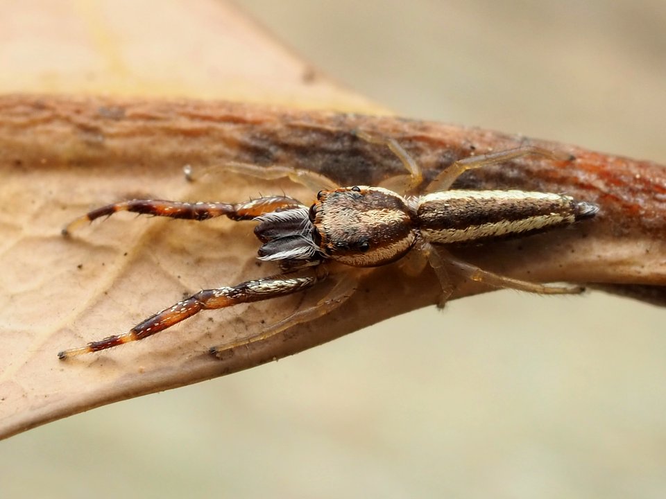 Hentzia grenada 113879106