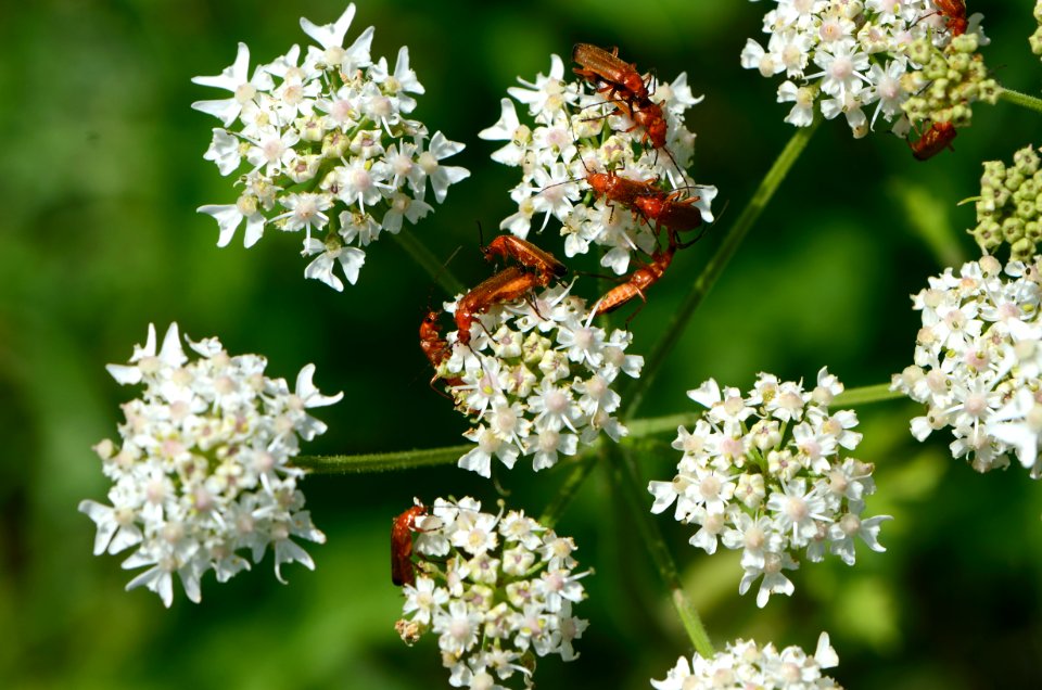 Heracleum sphondylium Cantharidae