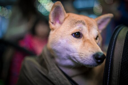 Dog warm backpack