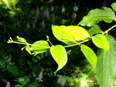 Heptacodium miconioides - Botanischer Garten, Frankfurt am Main - DSC03383