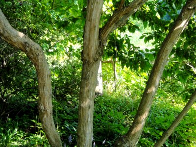 Heptacodium miconioides - Botanischer Garten, Frankfurt am Main - DSC03384