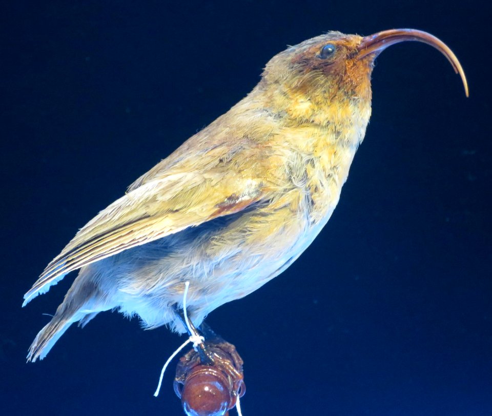 Hemignathus obscurus (Gmel.), female, Bishop Museum, Honolulu
