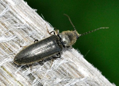 Hemicrepidius-niger-04-fws