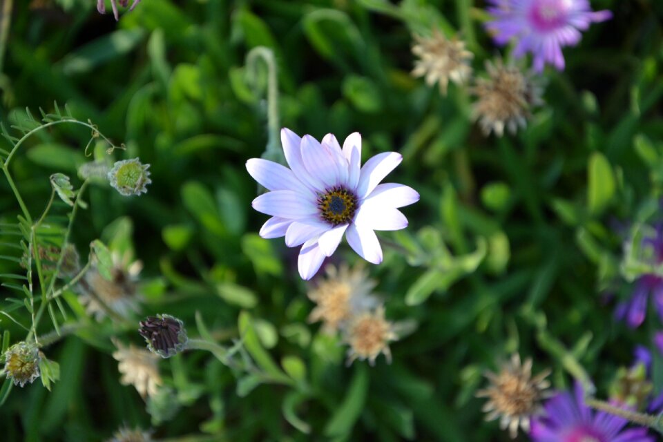 Flowers spring garden photo