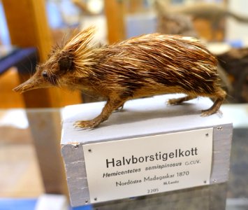 Hemicentetes semispinosus - Swedish Museum of Natural History - Stockholm, Sweden - DSC00657