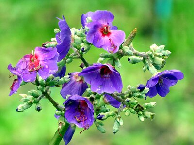 Tibouchina plant costa rica
