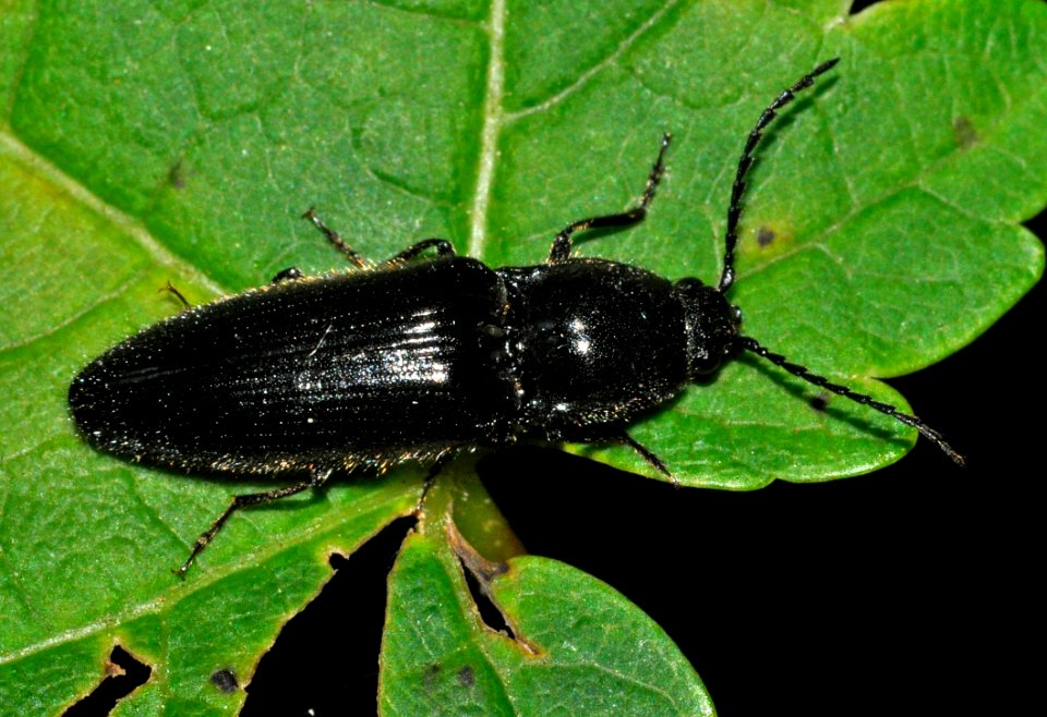 Hemicrepidius-niger-10-fws