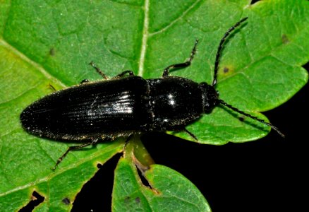 Hemicrepidius-niger-10-fws