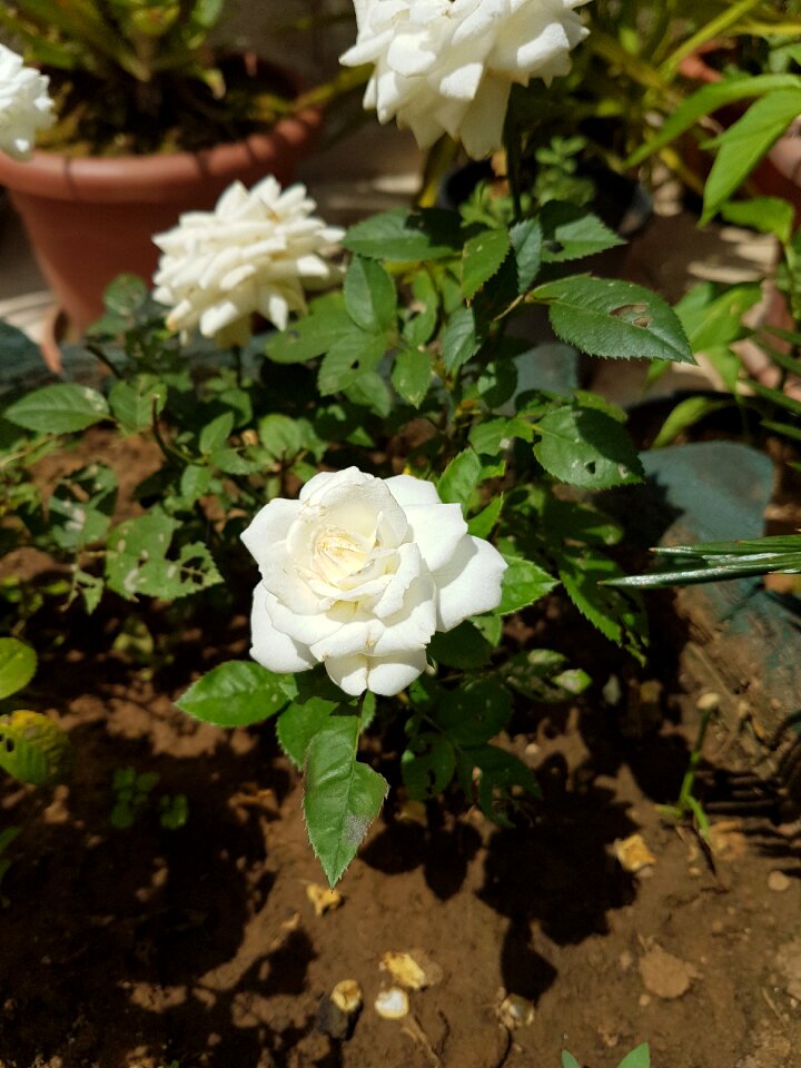 Beauty rose white