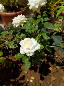 Beauty rose white