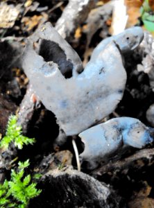 Helvella lacunosa Podkomorské lesy