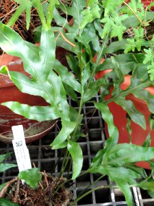 Hemionitis palmata - Lyman Plant House, Smith College - DSC04256
