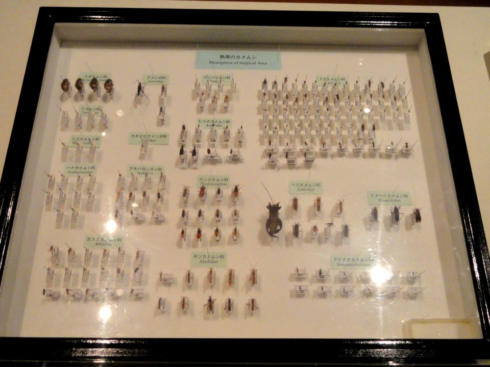 Hemiptera of tropical Asia - Kyoto University Museum - DSC06478