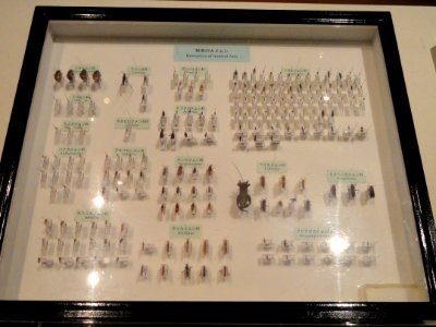 Hemiptera of tropical Asia - Kyoto University Museum - DSC06478