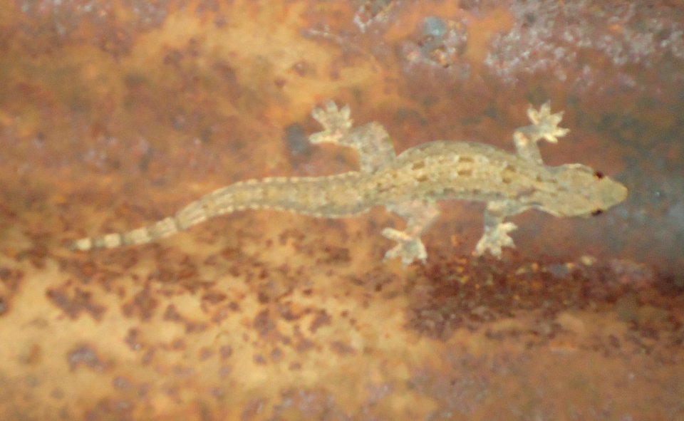 Hemidactylus platyurus - Mindanao, Philippines 2