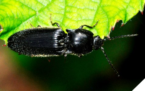 Hemicrepidius-niger-08-fws