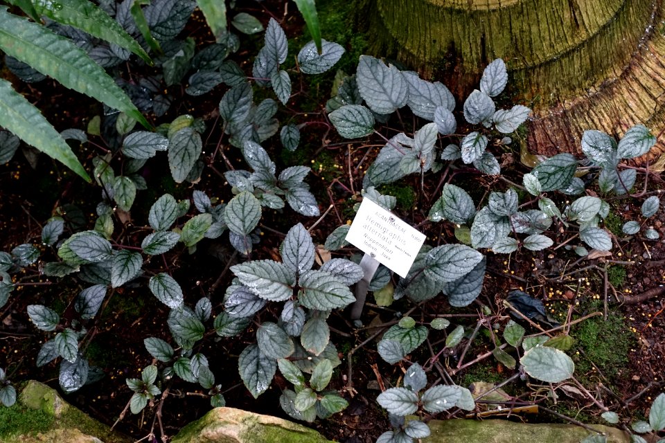 Hemigraphis alternata - Botanischer Garten - Heidelberg, Germany - DSC01129