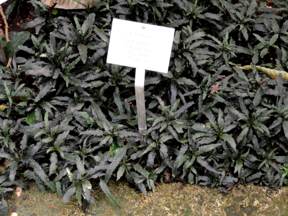 Hemigraphis repanda - Botanischer Garten Freiburg - DSC06297