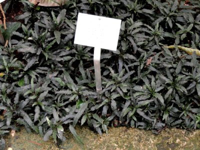 Hemigraphis repanda - Botanischer Garten Freiburg - DSC06297