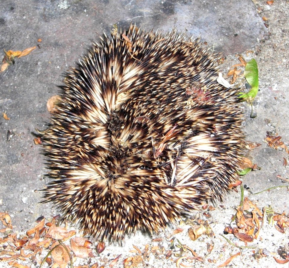 Hemiechinus