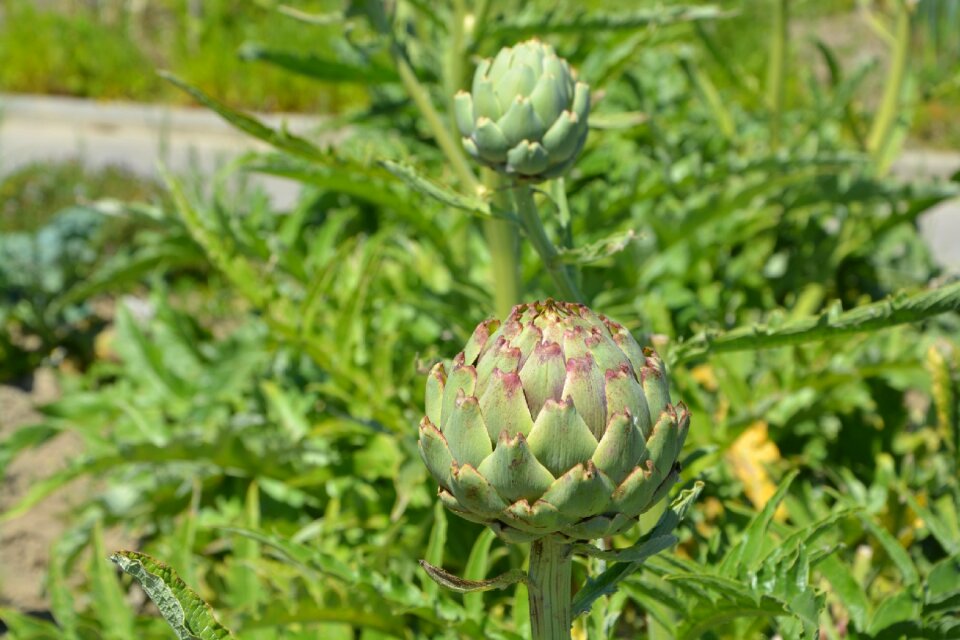 Plant vegetable garden artichoke flower