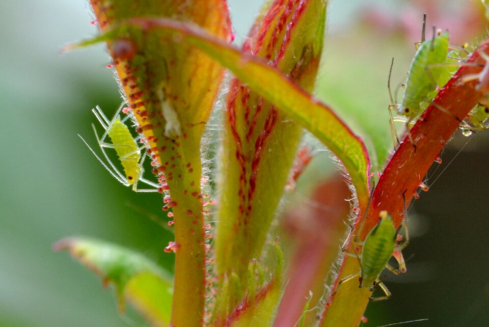 Lice infestation pests