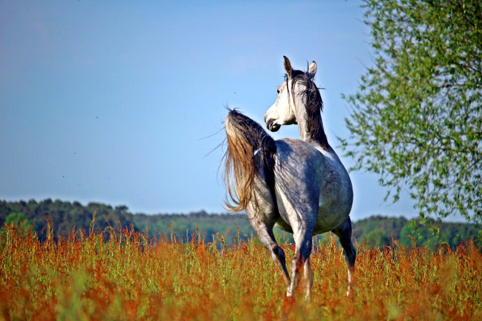 Thoroughbred arabian pasture animal