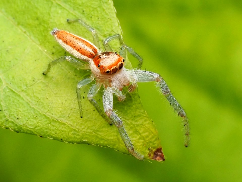 Hentzia mitrata 108176702