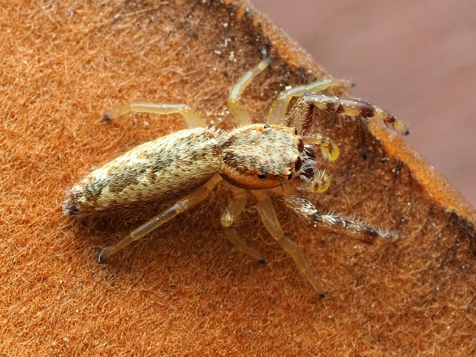 Hentzia grenada 114785921