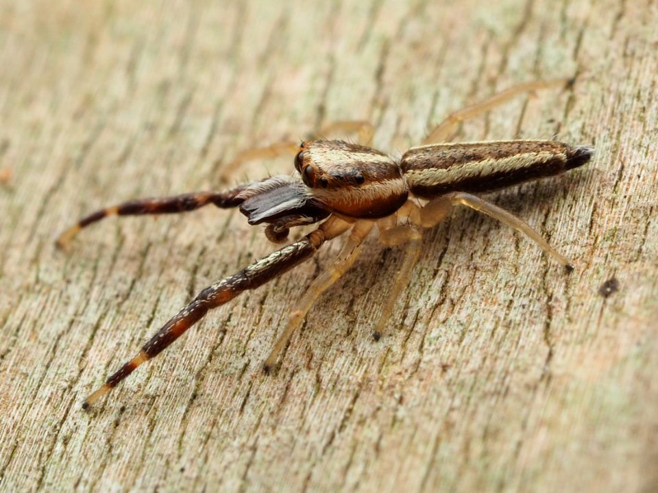 Hentzia grenada 113879176