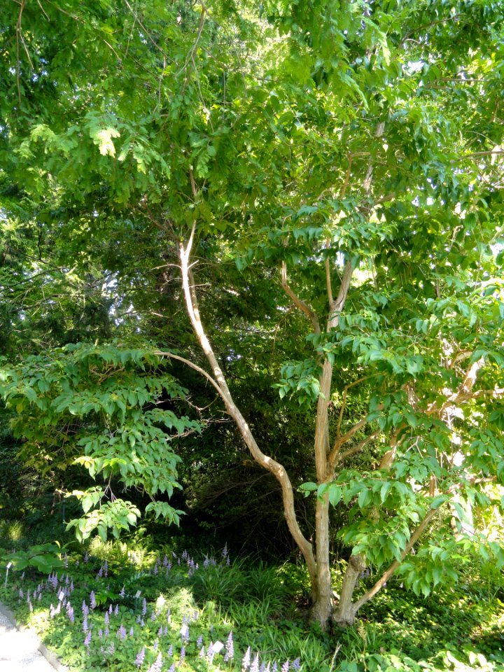 Heptacodium miconioides - Botanischer Garten, Frankfurt am Main - DSC03381