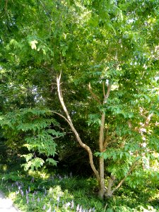 Heptacodium miconioides - Botanischer Garten, Frankfurt am Main - DSC03381
