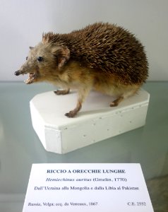 Hemiechinus auritus - Museo Civico di Storia Naturale Giacomo Doria - Genoa, Italy - DSC02767