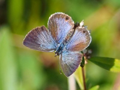 Hemiargus ceraunus 112284634
