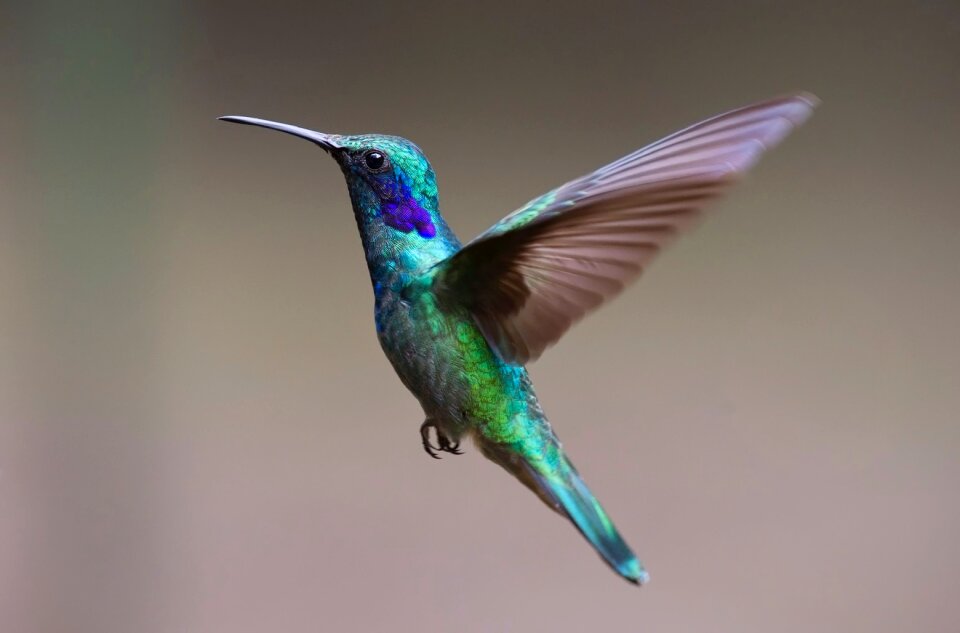 Flying plumage colorful