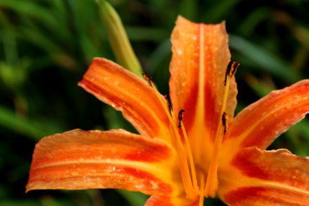 Hemerocallis fulva flower at 六十石山 photo