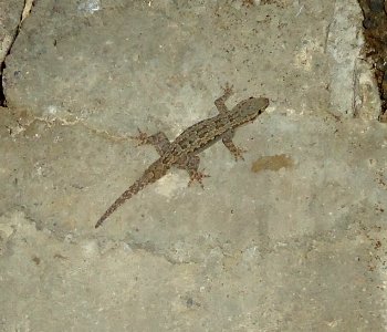 Hemidactylus platyrurus - Mindanao, Philippines 3