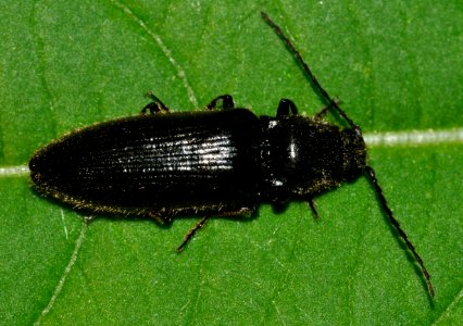 Hemicrepidius-niger-07-fws