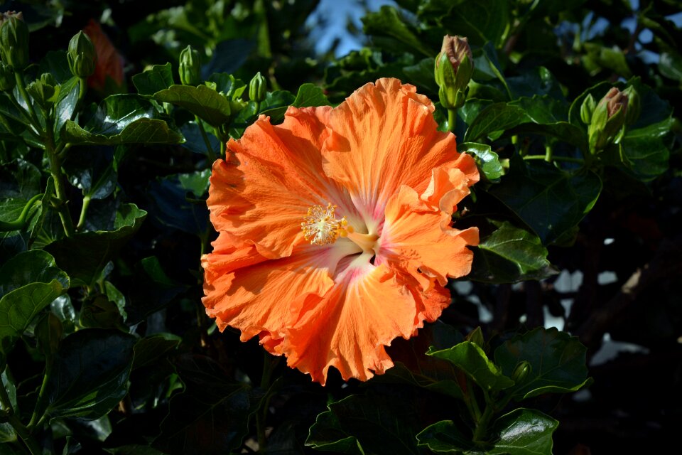 Flower nature plant