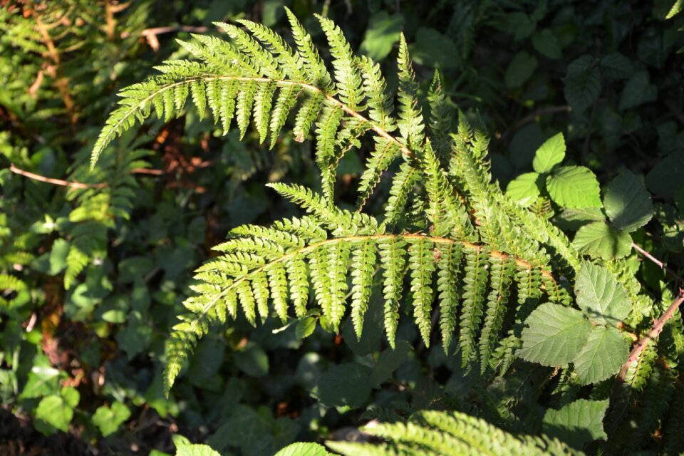 Plant vegetation green photo