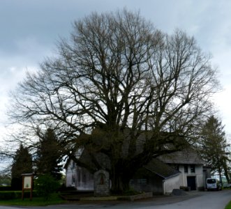 Helmern - Sturmius-Linde - 4
