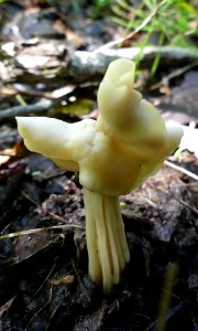 Helvella crispa 61006514 photo