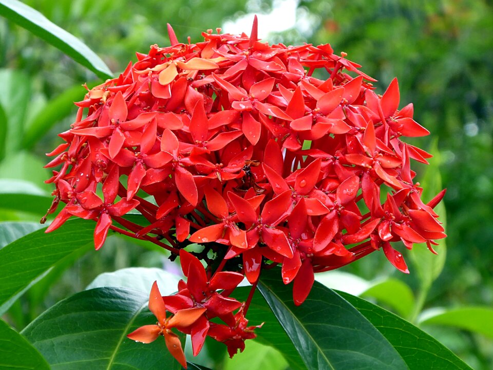Plant ixora costa rica