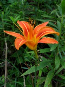 Hemerocallis fulva, 2021-07-04, Bethel Park, 01