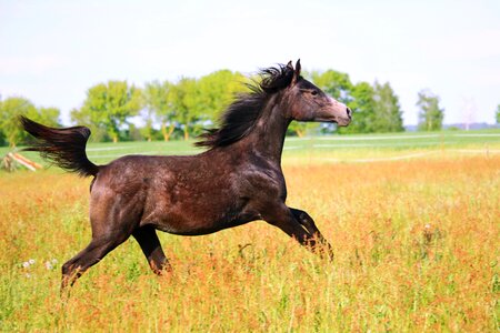 Thoroughbred arabian meadow gallop