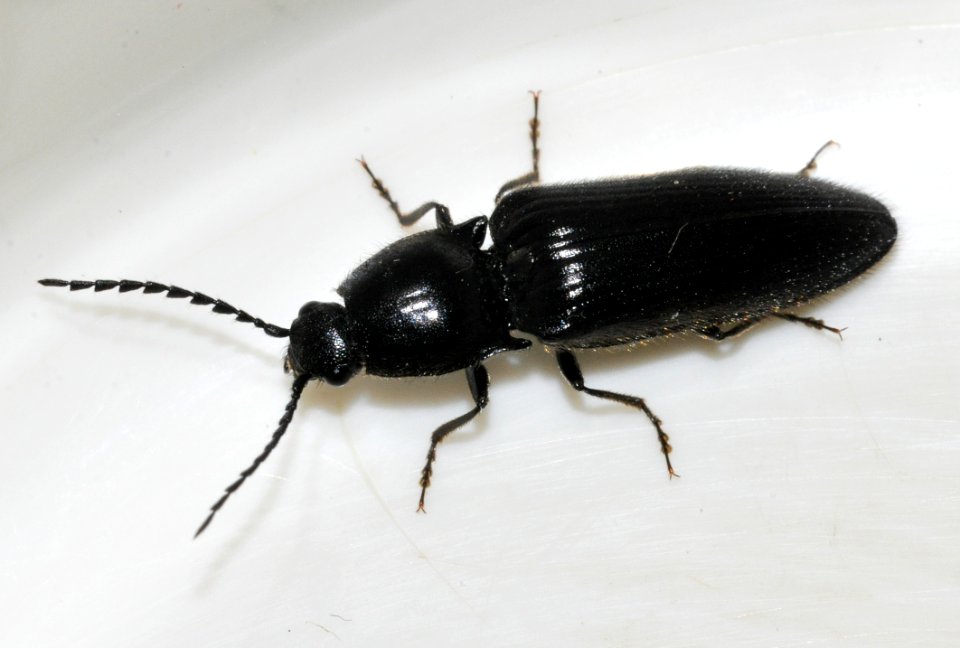 Hemicrepidius-niger-11-fws