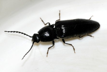 Hemicrepidius-niger-11-fws